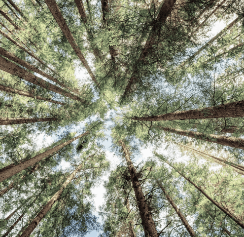 trees