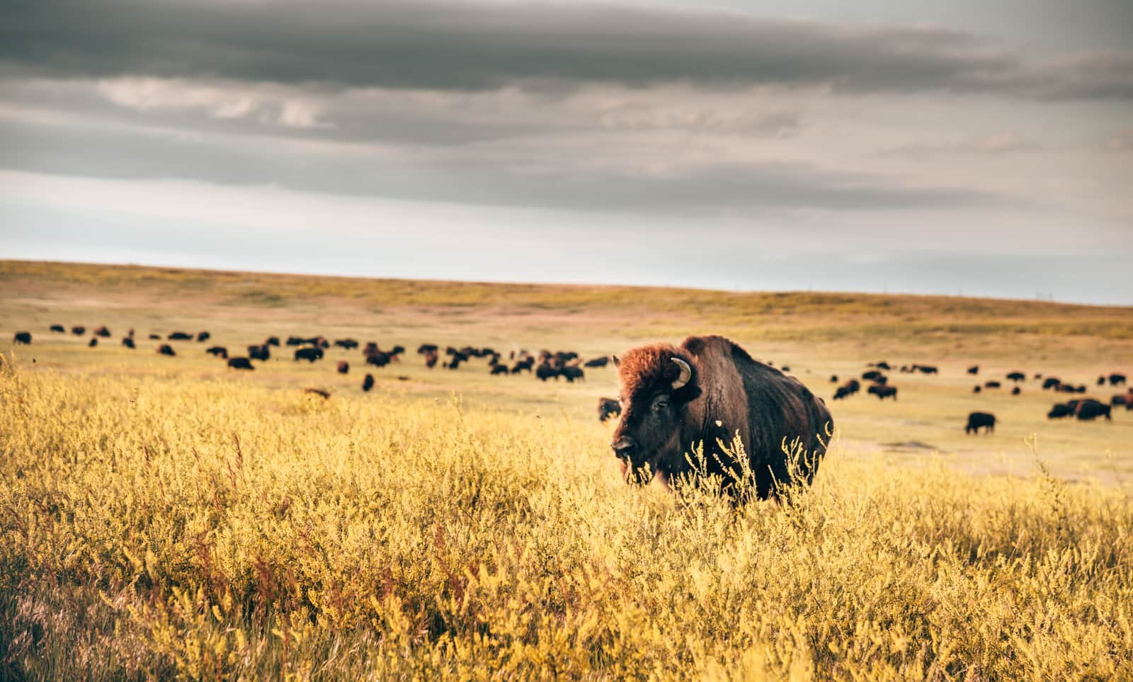  Badlands National Park Buffalo South Dakota