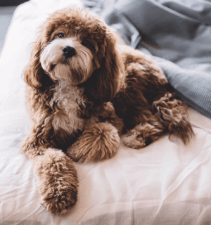 Pet friendly
