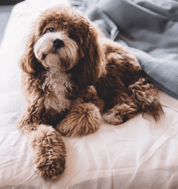 Pet friendly
