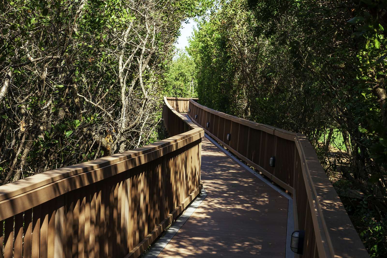 Elevated and lighted boardwalk meandering through a Mangrove swamp near Tampa, Florida
