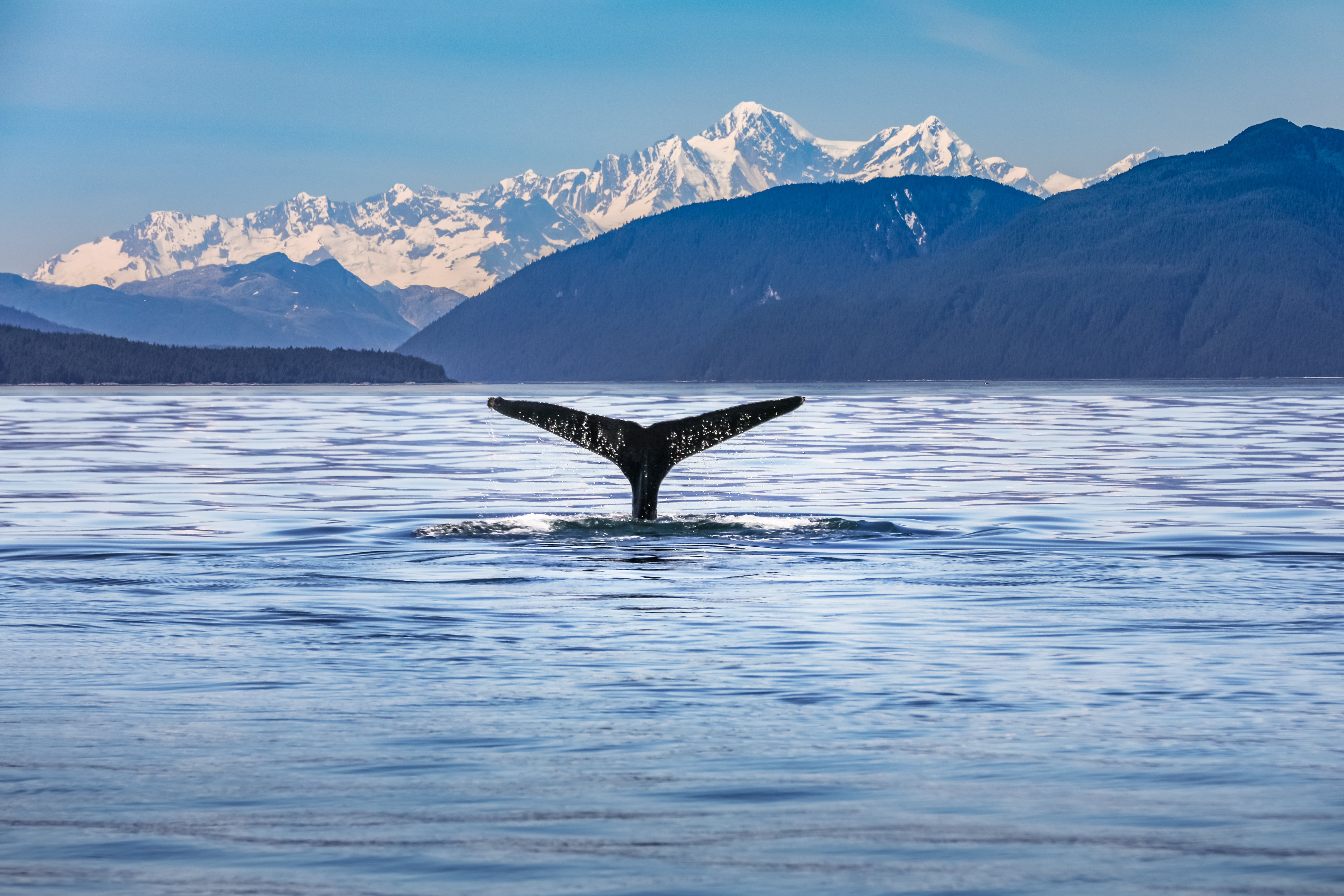 Whale Tale Alaska