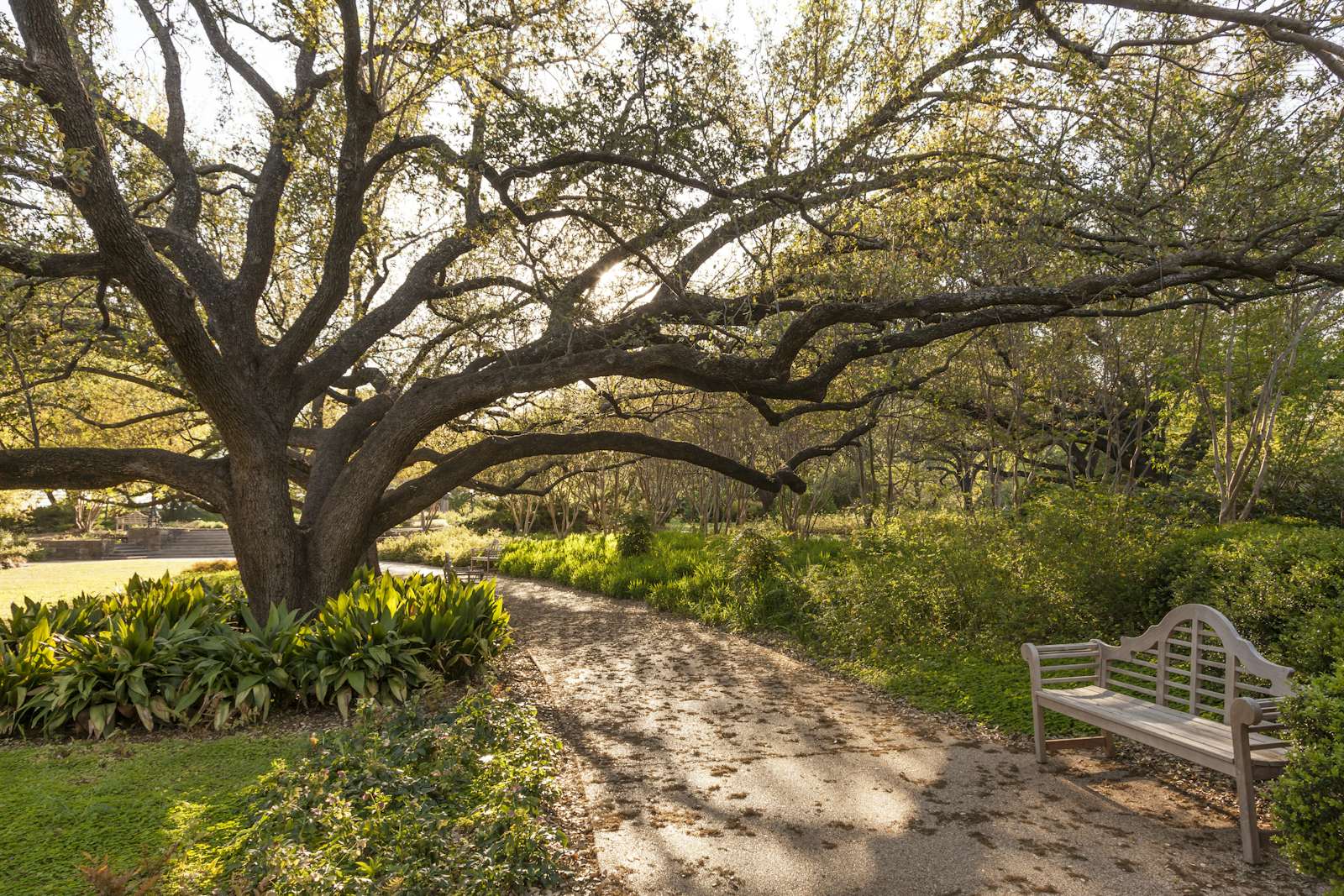 Park bench shaded by a tree in Texas